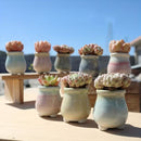 Aesthetic Bloom Pot Collection